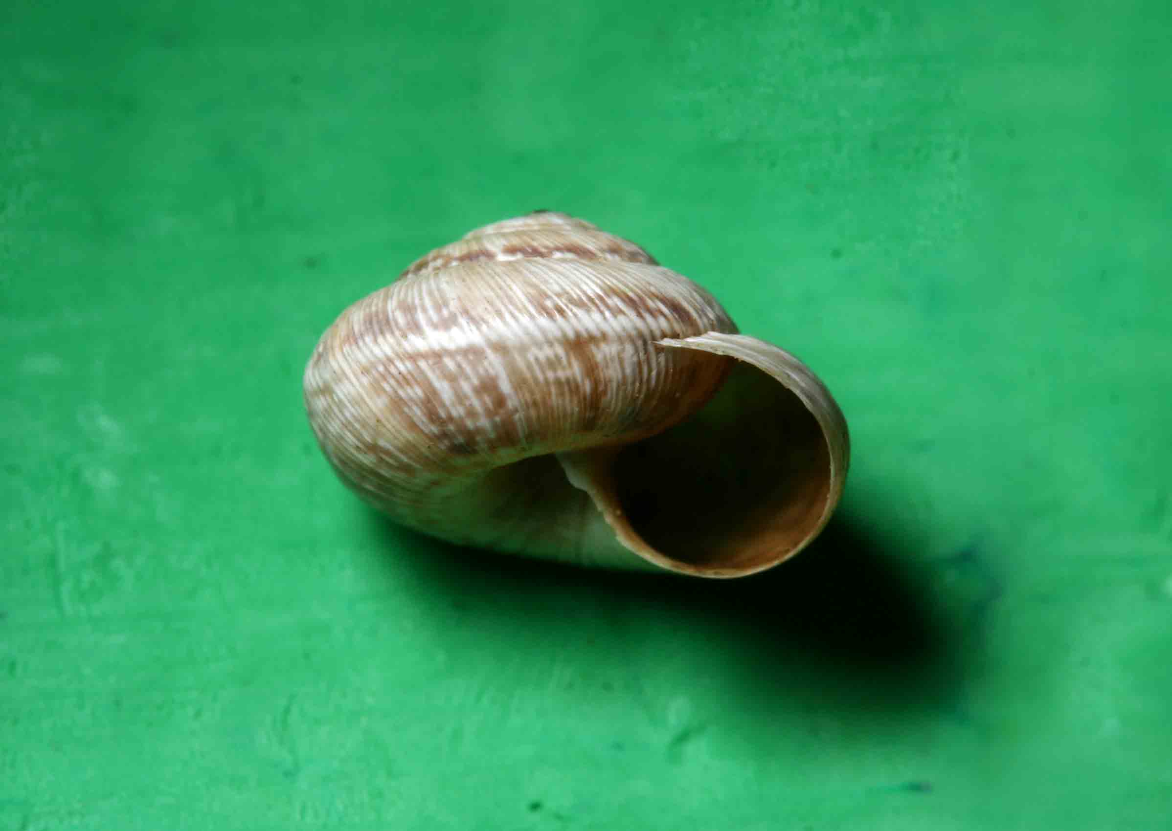 Cernuella (Cernuella) cisalpina  di Ozzano nell'' Emilia (BO)